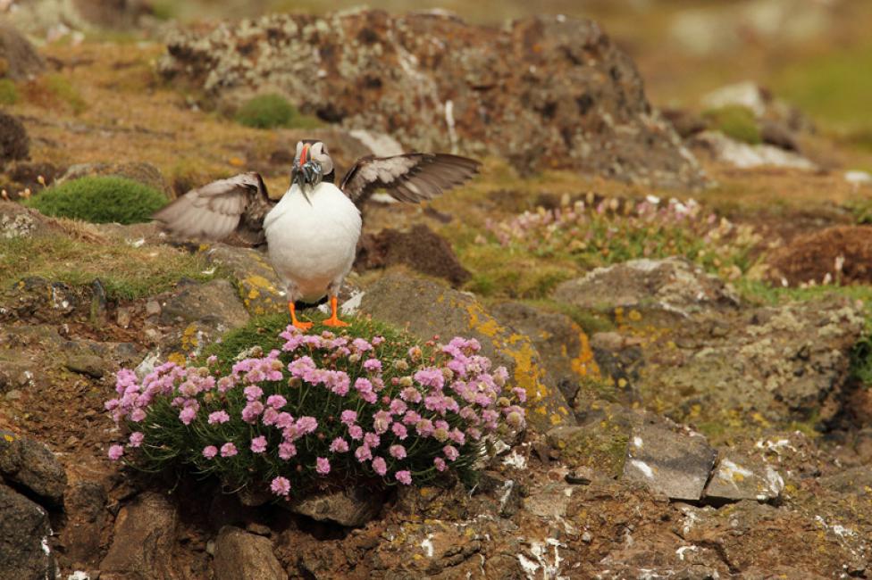 Aterrizando entre flores